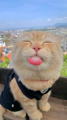 an orange and white cat with its tongue sticking out sitting on a wooden bench looking at the camera