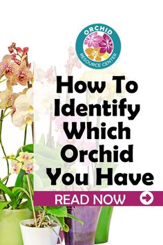 an advertisement for orchid plants with the words how to identify which orchid you have read now