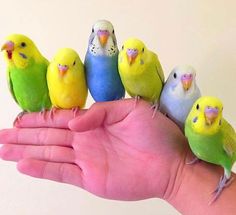 a hand is holding five small colorful birds