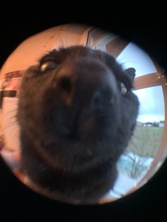 Fisheye Pfps Cat, Fisheye Anime Pfp, Fisheye Lens Pfp, Cat Fisheye, Fisheye Pfps, Fisheye Pfp, Pfp Cats, Eye Pfp, Goofy Animals