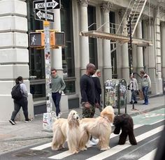 three dogs are walking across the street in front of people