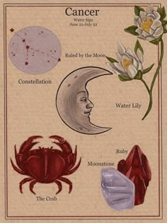 Astrology Art, Zodiac Signs Astrology, Astrology Zodiac, Moon Child, Astrology Signs, Star Signs, Wall Collage, Zodiac Sign