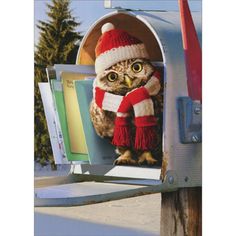 an owl wearing a santa hat and scarf in a mailbox