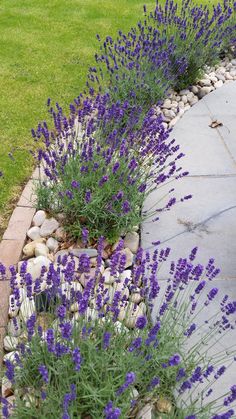 purple flowers are growing along the edge of a stone path