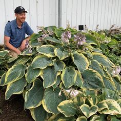 a man sitting on the ground next to a large green and white plant with purple flowers