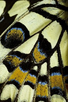 a close up view of a butterfly's wing with yellow, blue and black markings