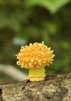 a small yellow flower sitting on top of a tree branch