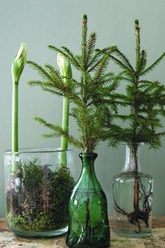 three glass vases with plants in them on a wooden table next to each other