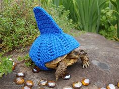 a turtle wearing a blue crocheted hat on top of it's head