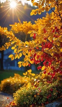 the sun shines brightly over some bushes and trees with red berries on them,