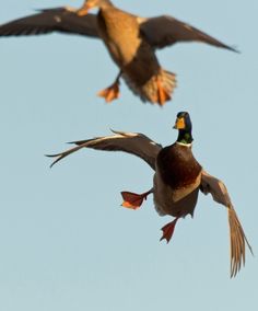 two ducks are flying in the sky together