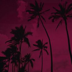 palm trees are silhouetted against a pink sky