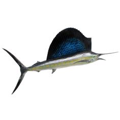 a blue and yellow fish with long tail