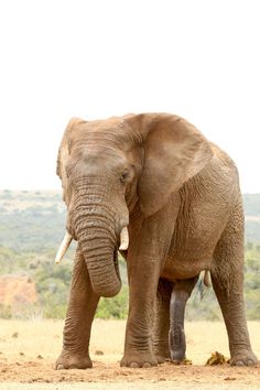 an elephant with tusks standing in the dirt