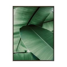 a large green plant leaf in front of a white background with a brown frame on the wall