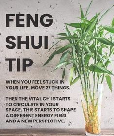 a plant in a vase with the words feng shu tip