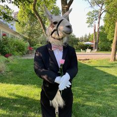 a llama in a tuxedo and bow tie holding a pink rose while standing in the grass