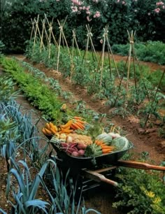 a wheelbarrow filled with lots of vegetables in the middle of a vegetable garden