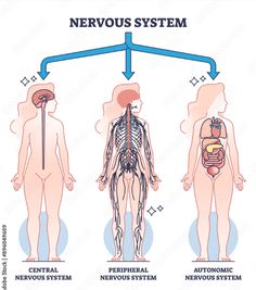 the nervous system is shown in this diagram, which shows how it works and what to do