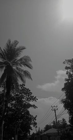 black and white photograph of palm trees in the distance with sun shining through clouds above