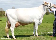 a man standing next to a white cow in a field