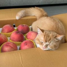 an orange cat sleeping in a cardboard box filled with peaches