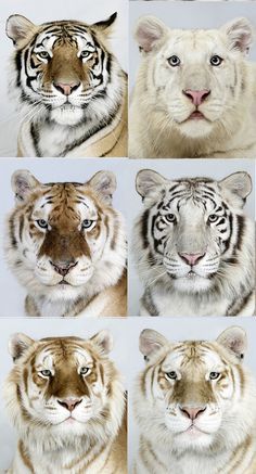 six different pictures of tigers in various positions and sizes, including one tiger's head