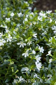 small white flowers are growing in the bushes