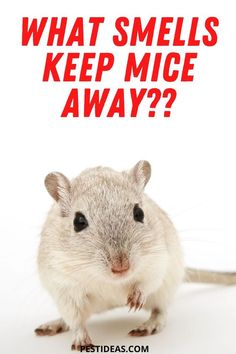 Mouse Deterant, Home Remedies For Mice, Natural Rat Repellent, Natural Spider Repellant, Repellent Diy