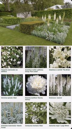 many different types of flowers and shrubs in the garden, all with white flowers on them