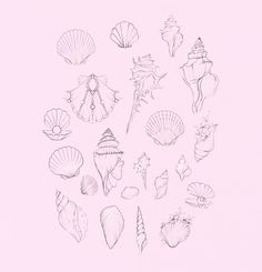 a drawing of seashells on a pink background