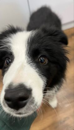 a black and white dog is looking up at the camera