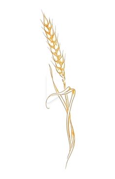 a drawing of a stalk of wheat on a white background