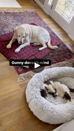 a dog laying on top of a rug next to a cat sleeping in a bed