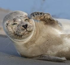 a grey seal laying on the sand with its paw in the air