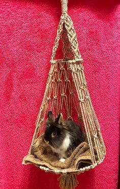 a hammock with a cat in it hanging from the side on a pink wall