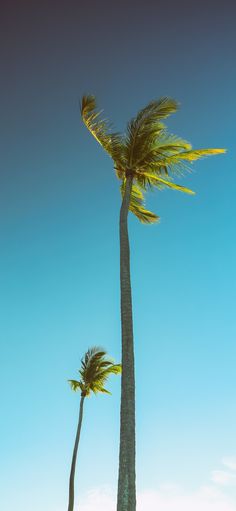 two tall palm trees standing next to each other