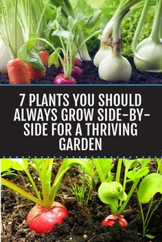 several different types of vegetables growing in the ground with text overlay that reads, 7 plants you should always grow side - by - side for a thriving garden