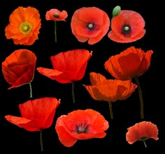 a bunch of red flowers that are in the shape of poppies on a white background