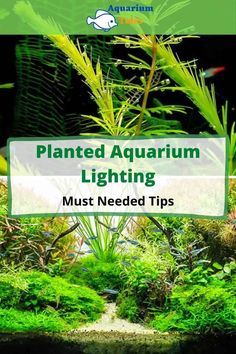 an aquarium with plants and algaes in it, the words planted aquarium lighting must needed tips