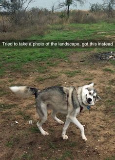 a husky dog walking across a field with a quote on it's back side