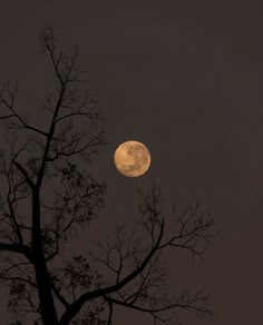 the full moon is seen through the branches of a tree in front of a dark sky