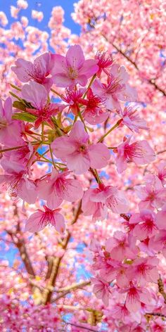 pink flowers are blooming on the branches of trees