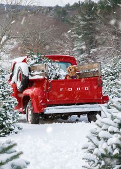 a red truck with a dog in the back driving down a snow covered road next to trees