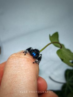 a tiny blue and black insect sitting on top of a person's finger next to a plant