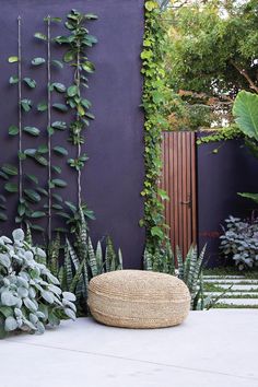 an outdoor area with plants and a round basket on the ground in front of a purple wall