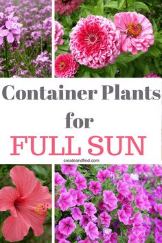 pink and purple flowers with the words container plants for full sun