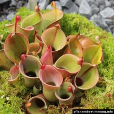 some very pretty plants growing out of the mossy ground in front of rocks and gravel