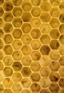 close up view of honey cells in a beehive