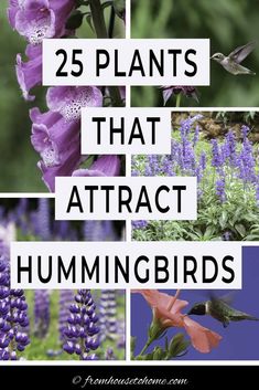 the words 25 plants that attract hummingbirds are overlaid by images of purple flowers